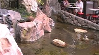 Disney World Epcot Center JAPAN pavillion koi fish ponds & waterfalls water features