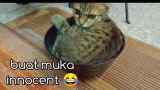 Dusty/Vlog Kucing Cheff Katik