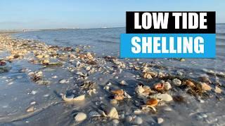 Florida shelling at low tide. My favorite beach after dredging was awesome!