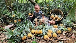 Harvesting the pineapple garden to sell - unfortunately fell - bought chicks to raise