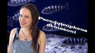 Pseudotropheus demasoni Aquarium - Breeding Colony & Care Information