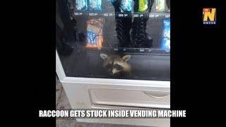 Raccoon gets stuck inside vending machine