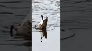 2 geese are sticking their butts out and.standing upside down in the water while looking for food.