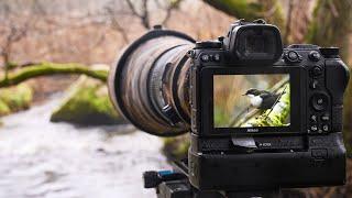 Bird Photography - How to photograph the dipper.