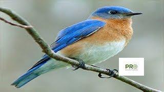 Eastern Bluebird Call - Birds Sounds 2022