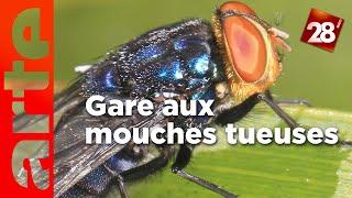 Intéressant : Que faire contre les mouches tueuses ? | 28 minutes | ARTE