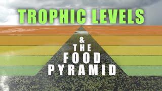 Trophic Levels and Food Pyramids