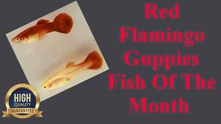 Red Flamingo Guppies | Fish Of The Month