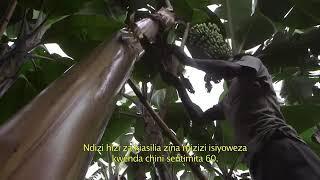 Innovation in banana cropping systems