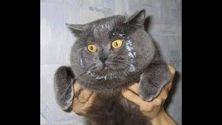  Where's the sour cream?! Compilation of funny videos of cats and kittens! 