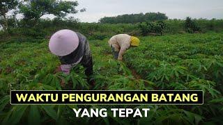 PENTINGNYA PENGURANGAN BATANG SINGKONG AGAR BUAH CEPAT BESAR