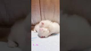 baby cat playing funny video #cheema #trending