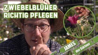 Was Narzisse, Tulpe und Zierlauch nach der Blüte brauchen! | James der Gärtner