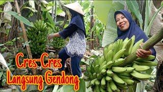 PANEN PISANG TERMUDAH SEPANJANG MASA