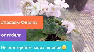 НЕ ПРОПУСТИТЕ ПРОБЛЕМУ! Почему ГНИЮТ Фиалки?