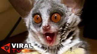 LEMUR ATTACK!!!!(Bush baby)