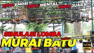 VIDEO LATIH MENTAL MURAI JAWARA  | SIMULASI LOMBA MURAI BATU JERNIH FULL TEMBAKAN