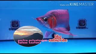 AROWANA KING SUPER RED TERMAHAL DI DUNIA