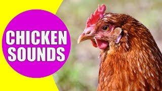 CHICKEN SOUNDS for Kids - Learn Clucking Sound Effects of Chickens and Hens