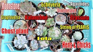 Succulent Cuttings - How to GROW and PROPAGATE