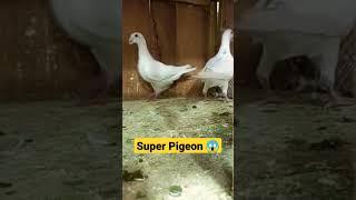 kabutar ki khasiyat Super Kabutar Pigeon #ytshorts #shorts #trending #viral #fancypigeon #mhassan