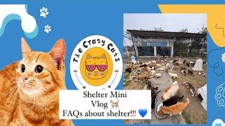 The Crazy Cat Shelter - Mini VLOG | Sanctuary Structure | FAQs | Short Visit 