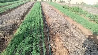 Onion Nursery propagation and management