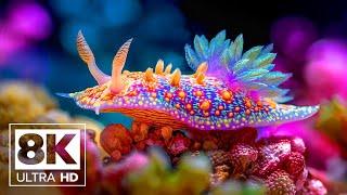 Underwater World in 8K Ultra HD (60FPS) – Ocean Wildlife Film with Relaxing Piano Music