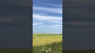 Новосибирская область. Природа поле. #shorts #сибирь