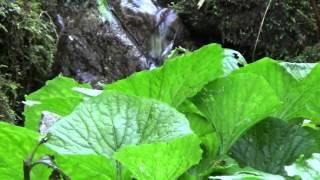 WASABI cultivation at natural mountain stream (Hikimi)   Mack Moriya