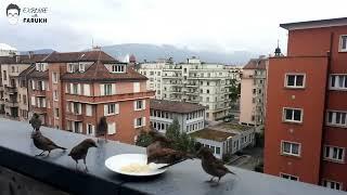 Switzerland Geneve Balcony Timelapse Nature | Explore with Farukh