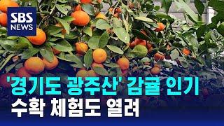 '경기도 광주산' 감귤 인기…수확 체험도 열려 / SBS