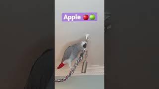 Symon the African Grey Parrot asks If you wanna go for apple#africangreyparrot #talkingparrot #cag