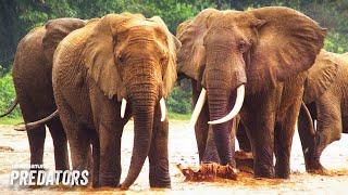 Africa’s Last Giant Elephant | Nomads of the Serengeti 103