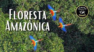 Floresta Amazônica Em 4K ULTRA HD #florestaamazonica #amazonrainforest #amazoniaselvagem