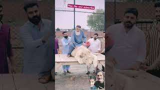 baba G#loin #animals #viralvideo