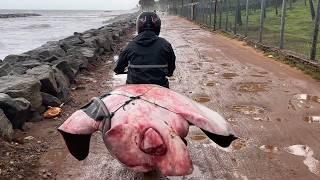 Massive Ray Fish Transported on Bike for Cutting at Village Street Market