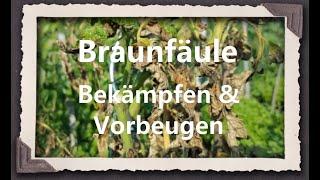 Braunfäule Behandeln & Vorbeugen