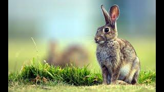 Звуки зайца / Звуки животных / Лесной заяц звуки
