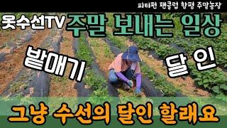 밭매기 장모여? 수선의 장인이여? 옷수선TV 주말일상~