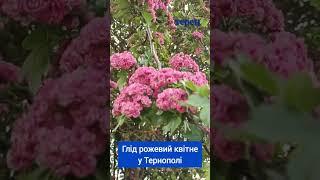 Рожевий глід квітне у Тернополі