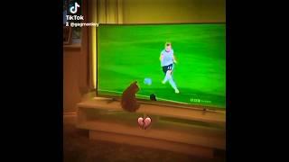  Cat TRIES to play GOALKEEPER!! #shorts #subscribe #goalkeeper #cat #funny #soccer #funnypets