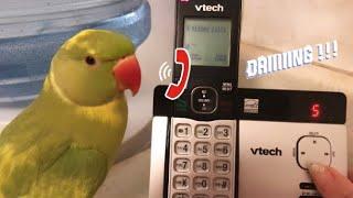 Cute ringneck parrot wants to talk to his human auntie on the telephone.