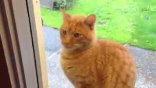 Cat Rings Doorbell