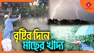 বৃষ্টিতে মাছকে খাদ্য দিবেন কিনা || খাবার দিলে কি হবে || #shakibagro