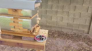 bees - orientation flight at 6:15pm