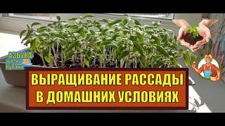 ВЫРАЩИВАНИЕ РАССАДЫ В ДОМАШНИХ УСЛОВИЯХ