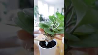 Propagating Baby Rubber Plants in Water and Soil #shorts #houseplants #easy #indoorplants