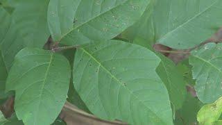 VERIFY: Can poison ivy rash spread through contact with others?