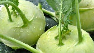 Kohlrabi like you've never eaten it before - my 3 favorite recipes: casserole, vegetable, pan